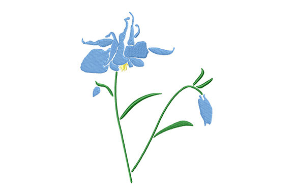Blue Columbine Flower