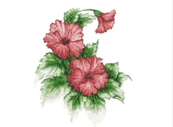 Hibiscus
