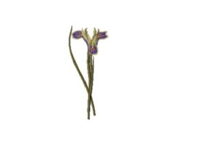 Iris Tuberosa