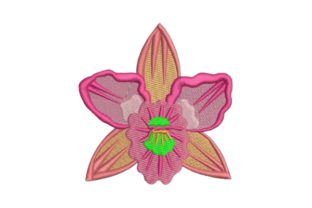 Orchid