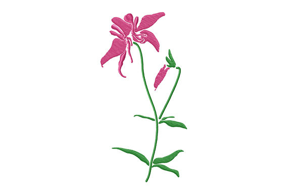 Pink Columbine Flower
